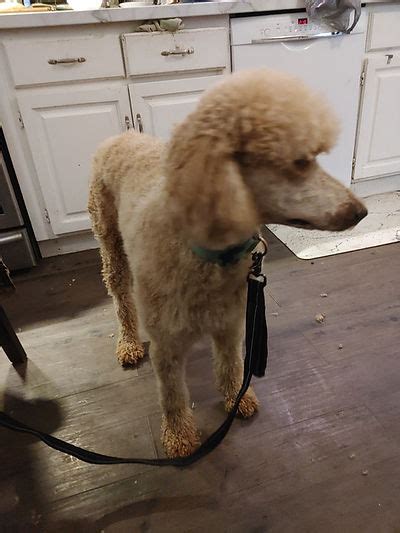 He plays a bit with dog toys, but prefers. . Retired standard poodle for adoption ontario